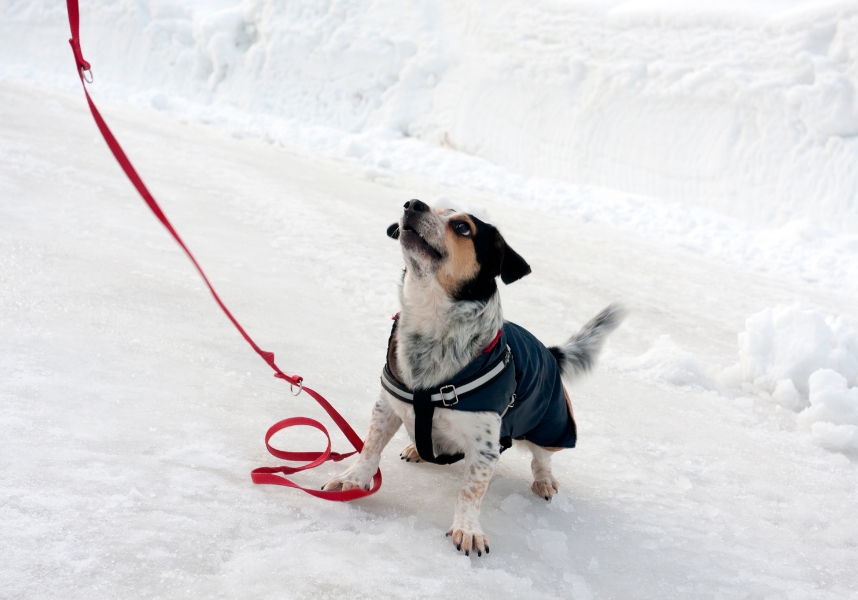 pet-friendly-antico-albergo-stella-ditalia1.jpg